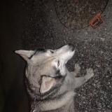 Picture of dog found at Saint Pierre En Faucigny