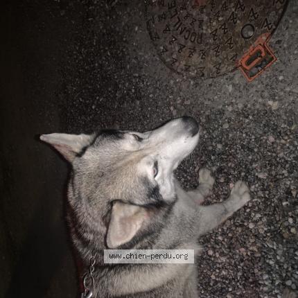 Photo 1/1 Found dog Found in Saint pierre en faucigny