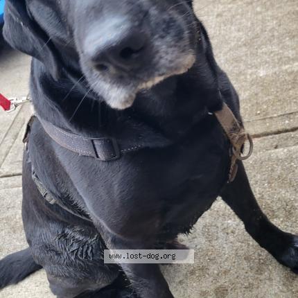 Photo 1/1 Found dog Found in Indianapolis