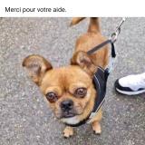 Picture of dog lost at Marseille