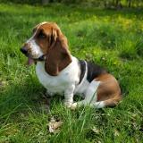 Picture of dog lost at Herblay Sur Seine