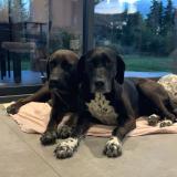 Picture of dog lost at Caumont Sur Durance