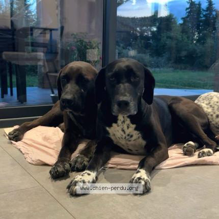 Photo 1/1 SKY Chien lost in Caumont sur durance