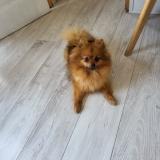 Picture of dog lost at Orange