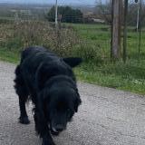 Picture of dog found at Vougy