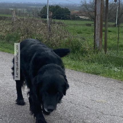 Photo 1/1 Found dog Found in Vougy