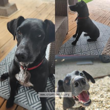 Photo 1/1 Oba Chien lost in Le mas d agenais