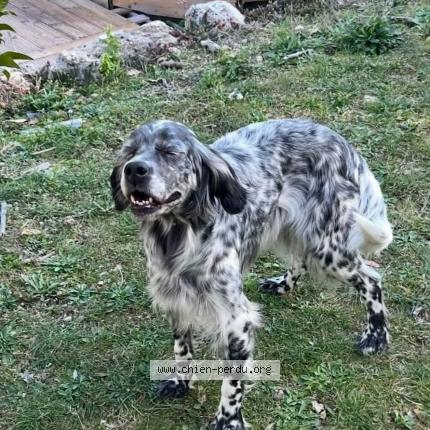 Picture of dog lost at Clavier Bargemon Callas