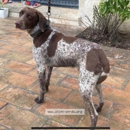 Photo 1/1 Found dog Found in Albaron