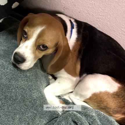 Photo 1/1 Max Chien lost in Dallas