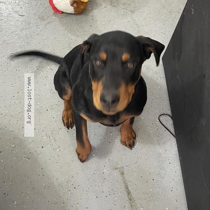 Photo 1/1 Found dog Found in Hemet