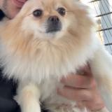 Picture of dog lost at Bromont