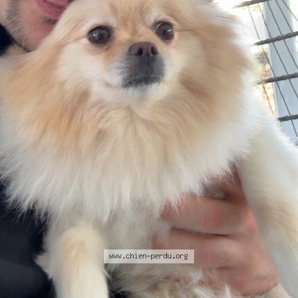 Photo 1/1 Léo Dog lost in Bromont