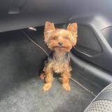 Picture of dog lost at Sagone