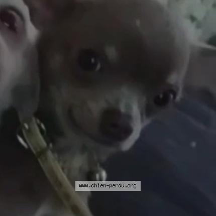 Photo 1/1 Chips Dog lost in Kaltenhouse