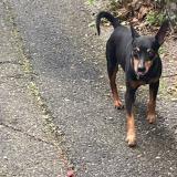 Picture of dog found at Marseille