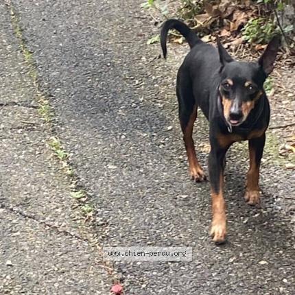 Photo 1/1 Found dog Found in Marseille