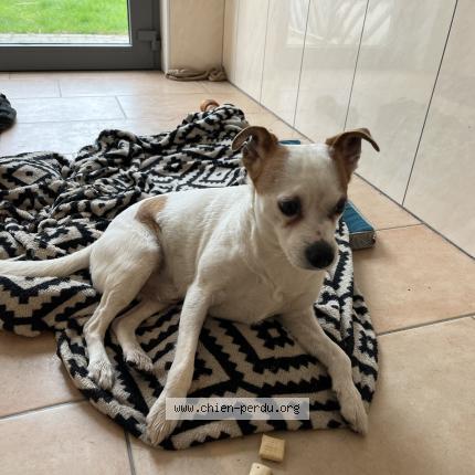 Foto van gevonden hond in Haine St Pierre