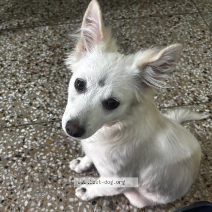 Photo 1/1 Found dog Found in Ranchi