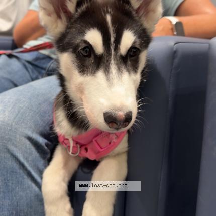 Photo 1/1 Found dog Found in Mar vista