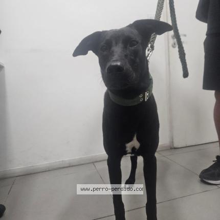 Photo 1/1 Found dog Found in Caba