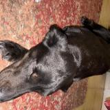 Picture of dog found at Sete