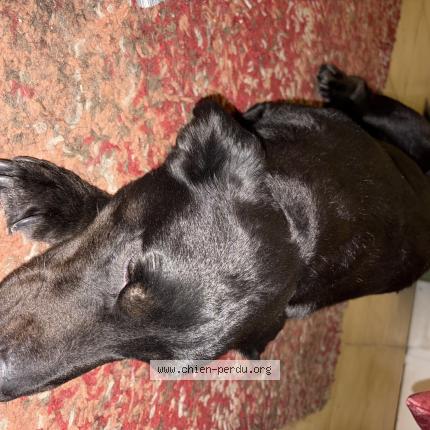 Photo 1/1 Found dog Found in Sete