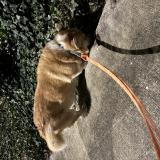 Picture of dog found at Pessac