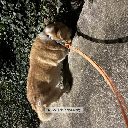 Photo 1/1 Found dog Found in Pessac