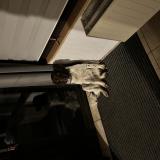 Picture of dog found at Viriat