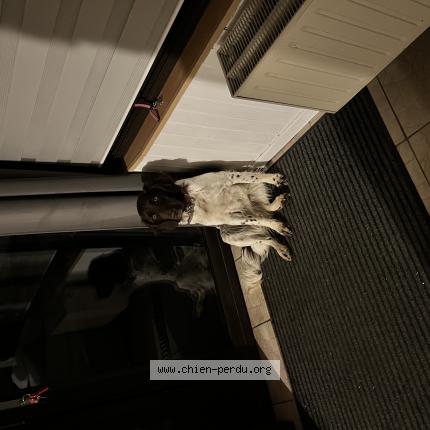 Photo 1/1 Found dog Found in Viriat