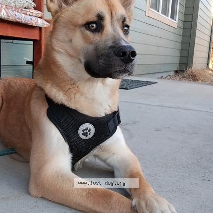 Photo 1/1 Electra Dog lost in Allen