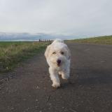 Picture of dog lost at Cergy