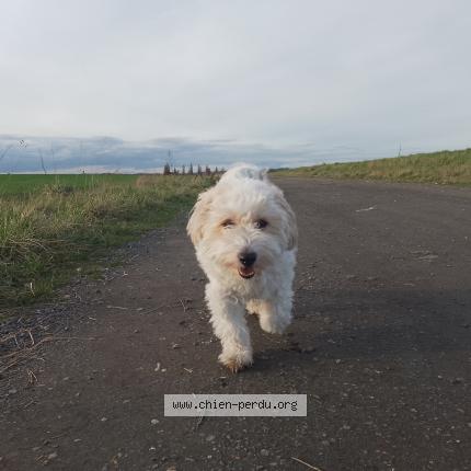 Photo 1/3 Sun Dog lost in Cergy