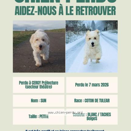 Photo 2/3 Sun Dog lost in Cergy
