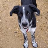 Picture of dog lost at Istres