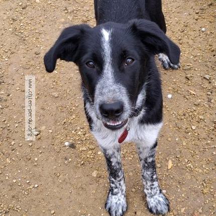 Photo 1/1 Orion Chien lost in Istres