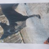 Picture of dog lost at La Devise