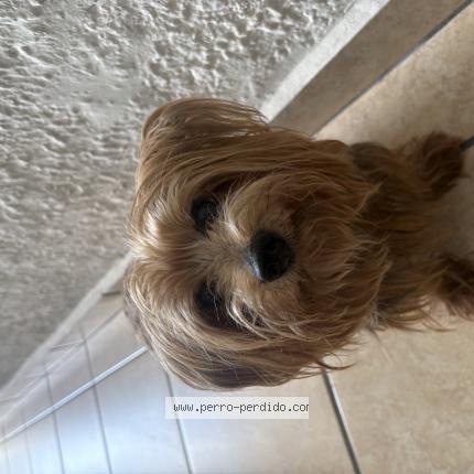 Photo 1/1 Found dog Found in San Juan