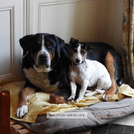 Photo 1/1 Dog reunited Lost in Irodouer