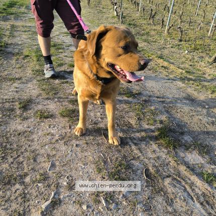 Photo 1/1 Found dog Found in Chignin