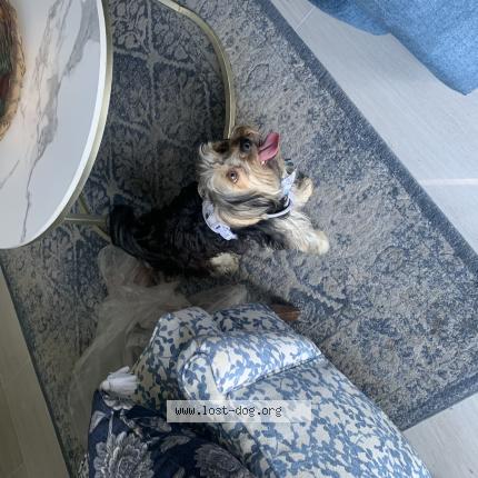 Picture of dog found at Chula Vista
