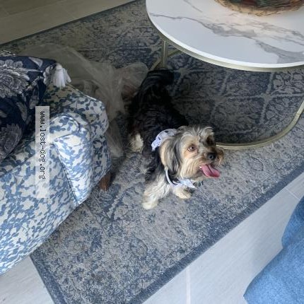 Photo 1/2 Reunited dog Found in Chula Vista