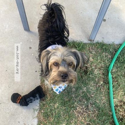 Photo 2/2 Reunited dog Found in Chula Vista