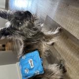 Picture of dog found at Montreal