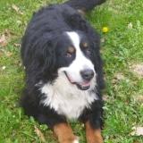 Picture of dog lost at Escosse