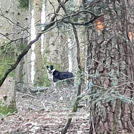 Photo 1/1 Found dog Found in Les salles