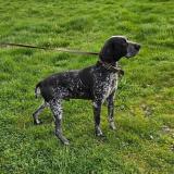 Picture of dog found at Vouleme