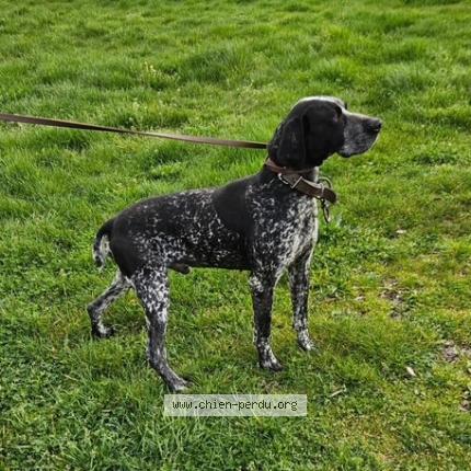 Photo 1/1 Found dog Found in Vouleme