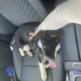 Picture of dog found at Communay